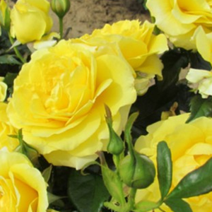 Žuta  - floribunda ruže